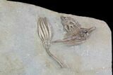 Spectacular, Crinoid Plate ( species) - Crawfordsville #92529-3